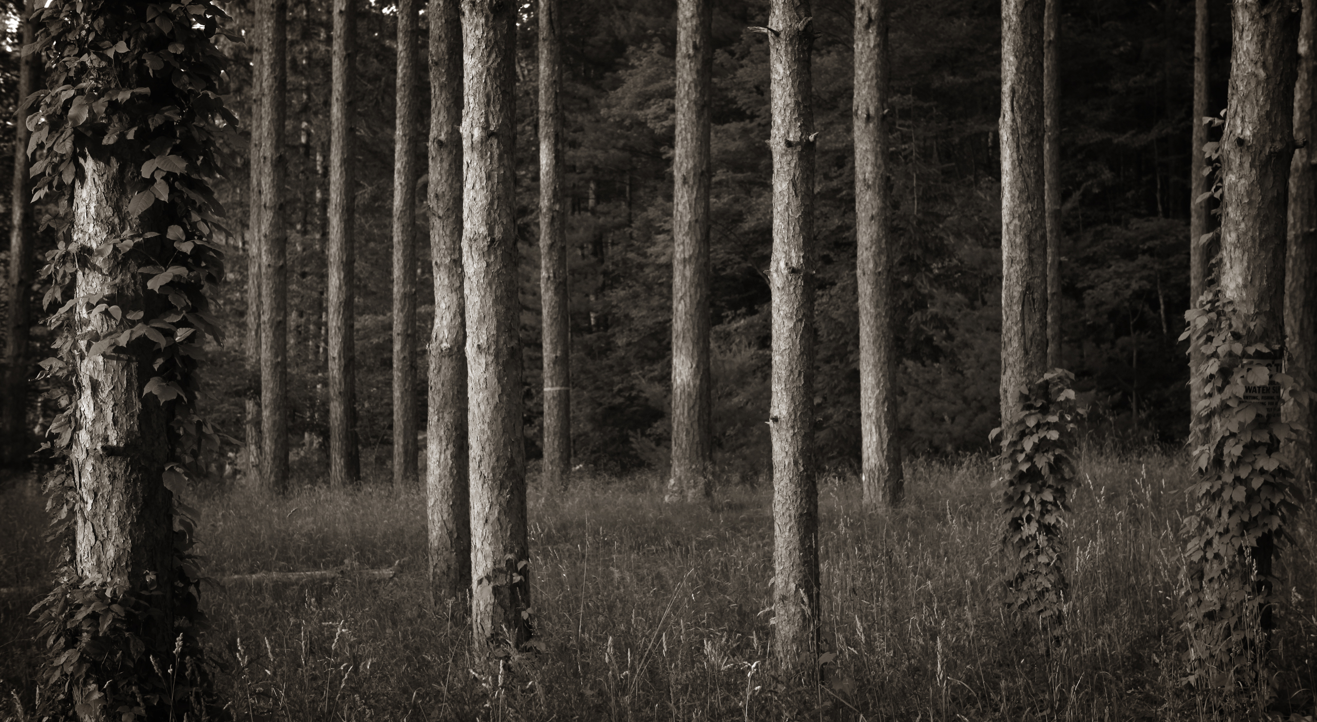 Black & White Photography & Printing